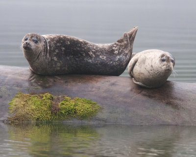 Harbour Seals in Khutze Inlet