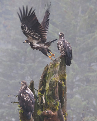 Immature Bald Eagles