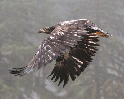 Immature Bald Eagle in Flight