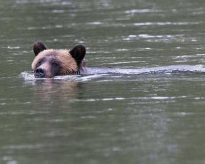 Grizzly Bear in River 2