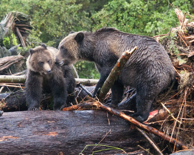 Grizzly Bear and Cub on Log Jam 2