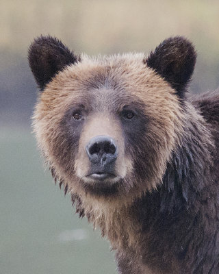 Mama Grizzly Bear Head Shot