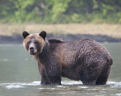 Grizzly Bear in River