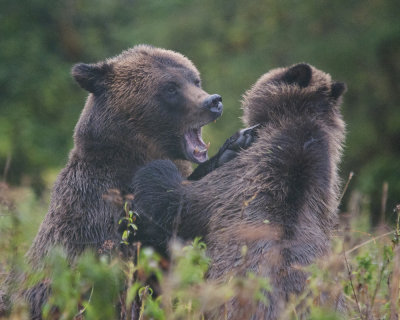 Grizzly Bear and Cub