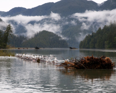 Mew Gulls in Khutze Inlet