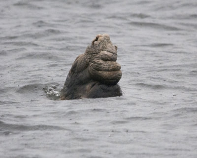 Male Northern Elephant Seal