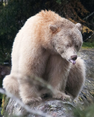 Impolite Spirit Bear