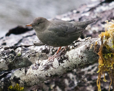 American dipper