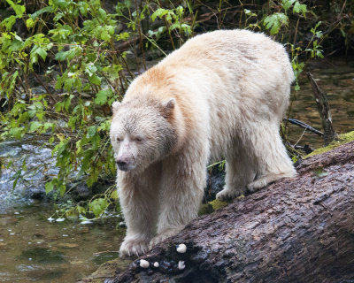 Spirit Bear on Log