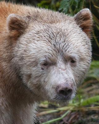 Spirit Bear Portait