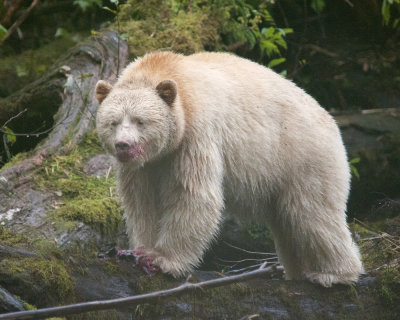 Spirit Bear eating Salmon