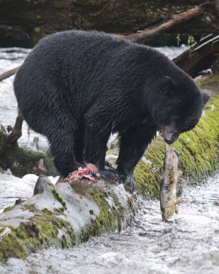 Black Bear with salmon catch