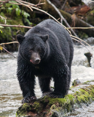 Black Bear on a log