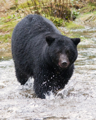 Black Bear on the Run