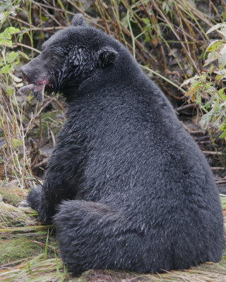 Black Bear with a Mouthful of Salmon