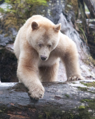 Spirit Bear climbing a Log