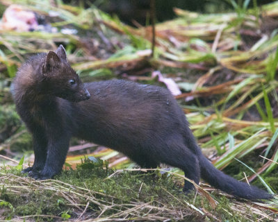 Pine Marten