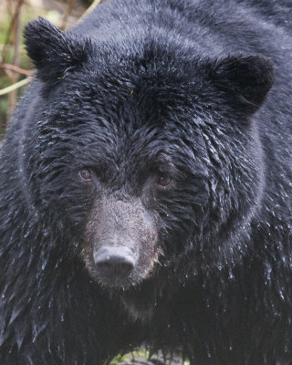 Black Bear Portait