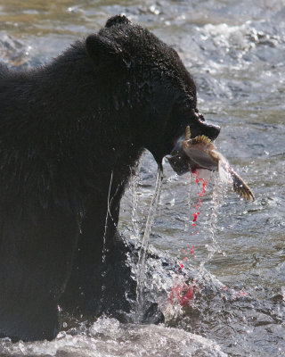 Black Bear with Fresh Salmon