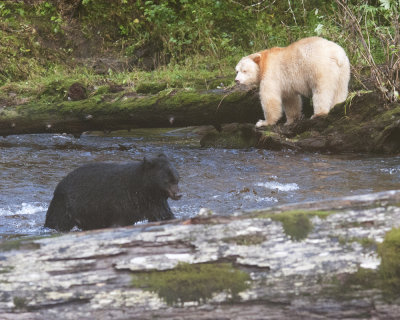 Spirit Bear and Black Bear, Gil Island
