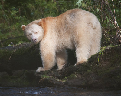 Spirit Bear on Gil Island