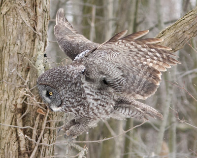 Great Grey Owl Landing