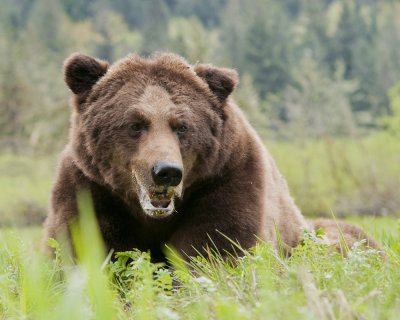 Grizzly Bear named Burtus