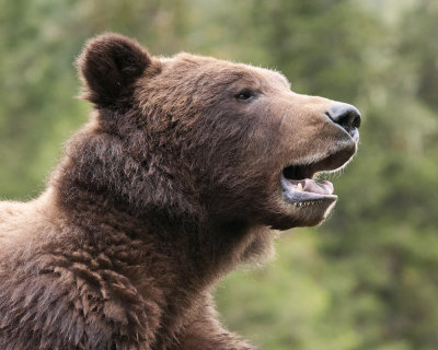 Grizzly Bear Profile