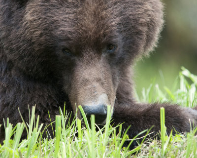 Grizzly Bear Stare