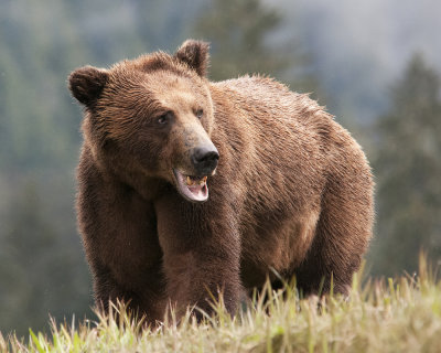 Khutzeymateen Grizzly Bear Standing on Bank