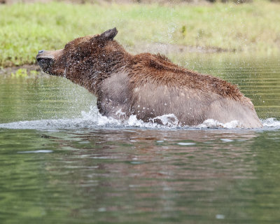 Grizzly Bear Shaking off Water