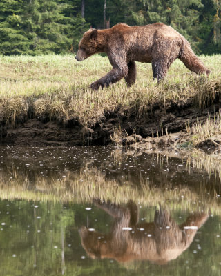 Grizzly Bear along the River
