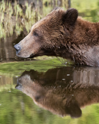 Grizzly Bear Reflection