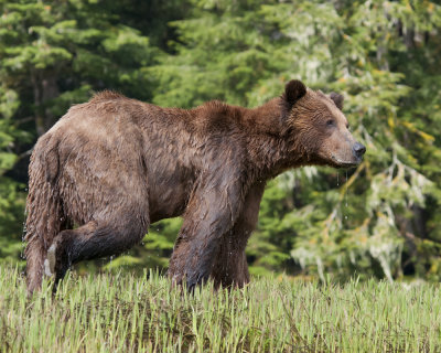 Wet Grizzly bear