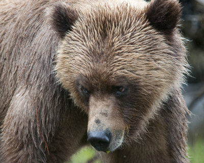 Grizzly Bear Stare 2
