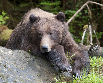 The Grizzly Bears of the Khutzeymateen Reserve