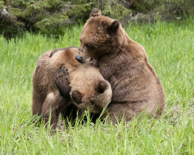 Grizzly Bear Hug