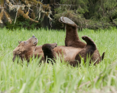 Lazy Bear