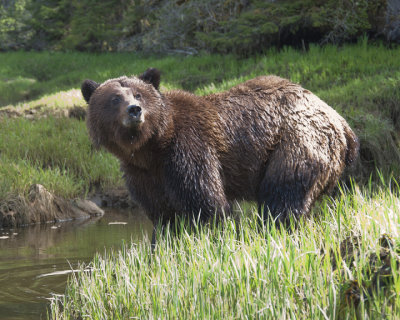 Bear at Creek