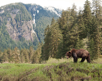 Grizzly Bear and Mountains