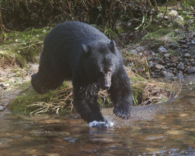 Black Bear going for Salmon
