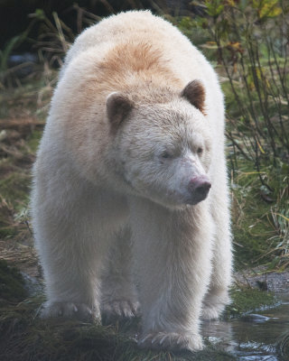 Spirit Bear