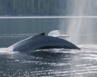 Humpback Whales-Inside Passage