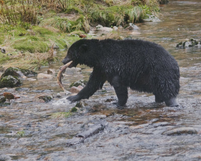 Black Bear makes a Catch