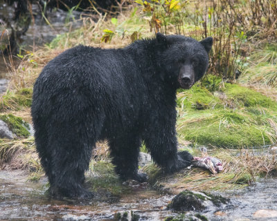 Black bear with Salmon