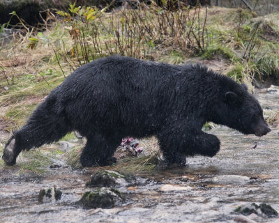 Black Bear looking for Salmon