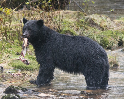 Black bear with Salmon