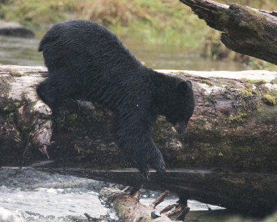 Black Bear diving into river