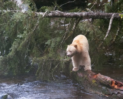Spirit Bear on Fallen Log