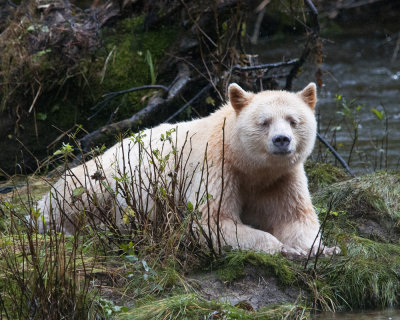 A patient Spirit Bear